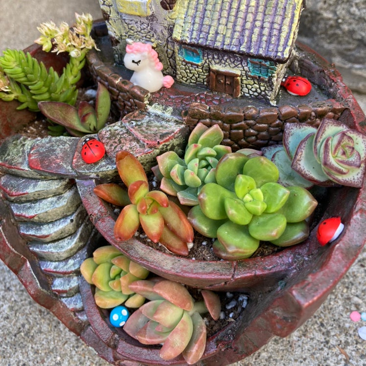 Avatar for Angelica on Greg, the plant care app