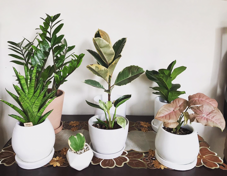 Avatar for @annec on Greg, the plant care app