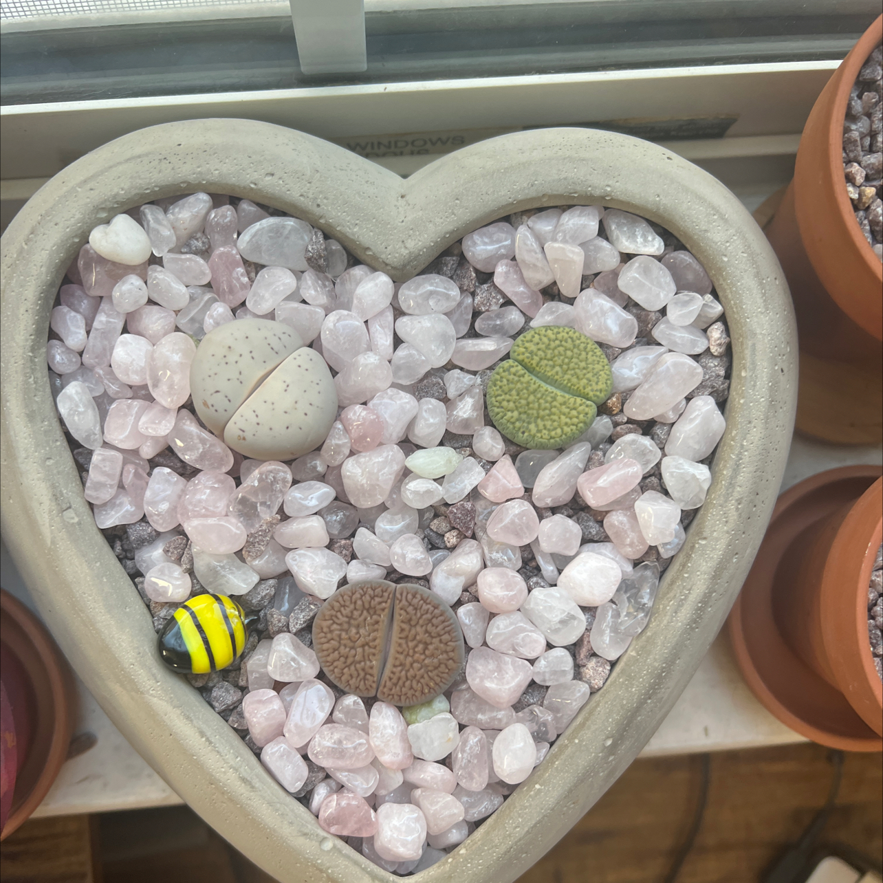 Avatar for @LuvinLithops on Greg, the plant care app