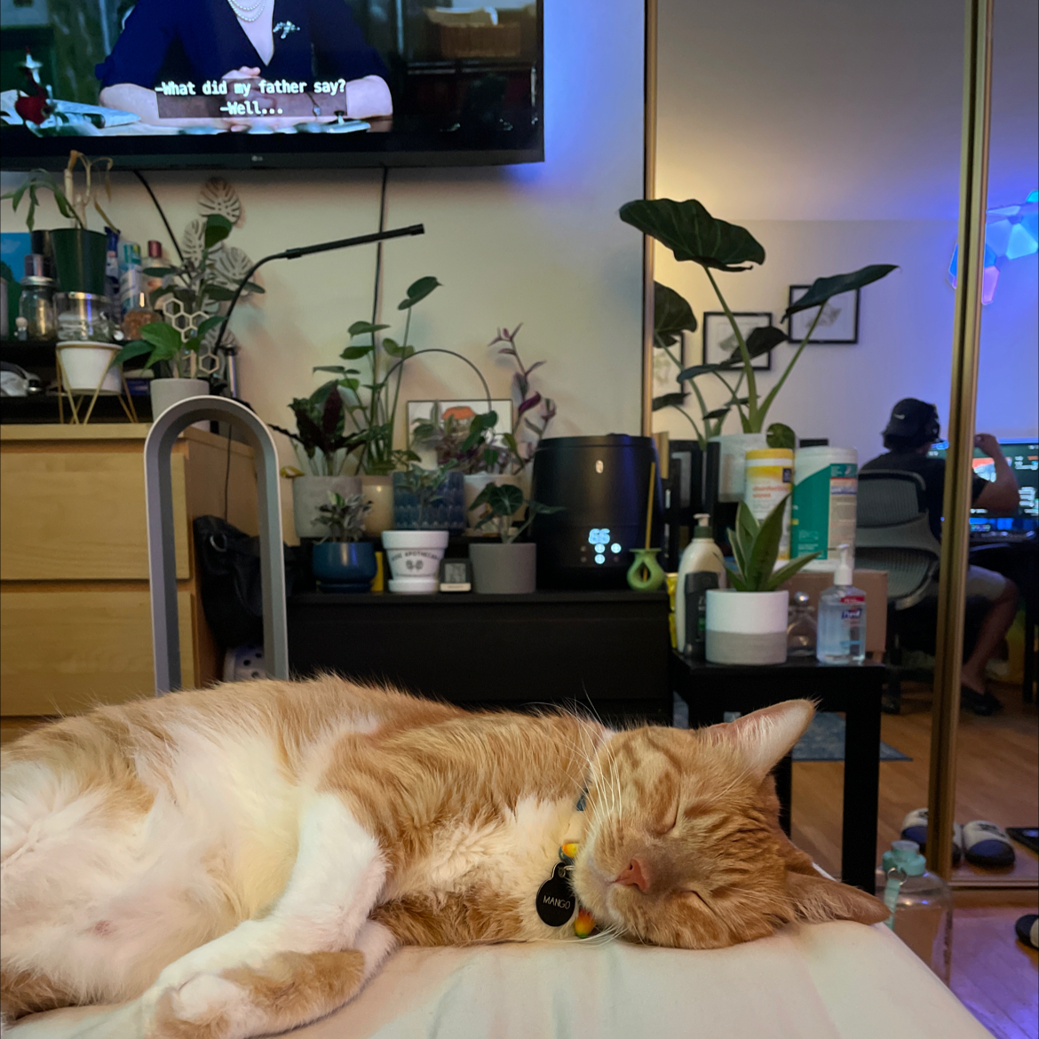 Avatar for @lightayber on Greg, the plant care app