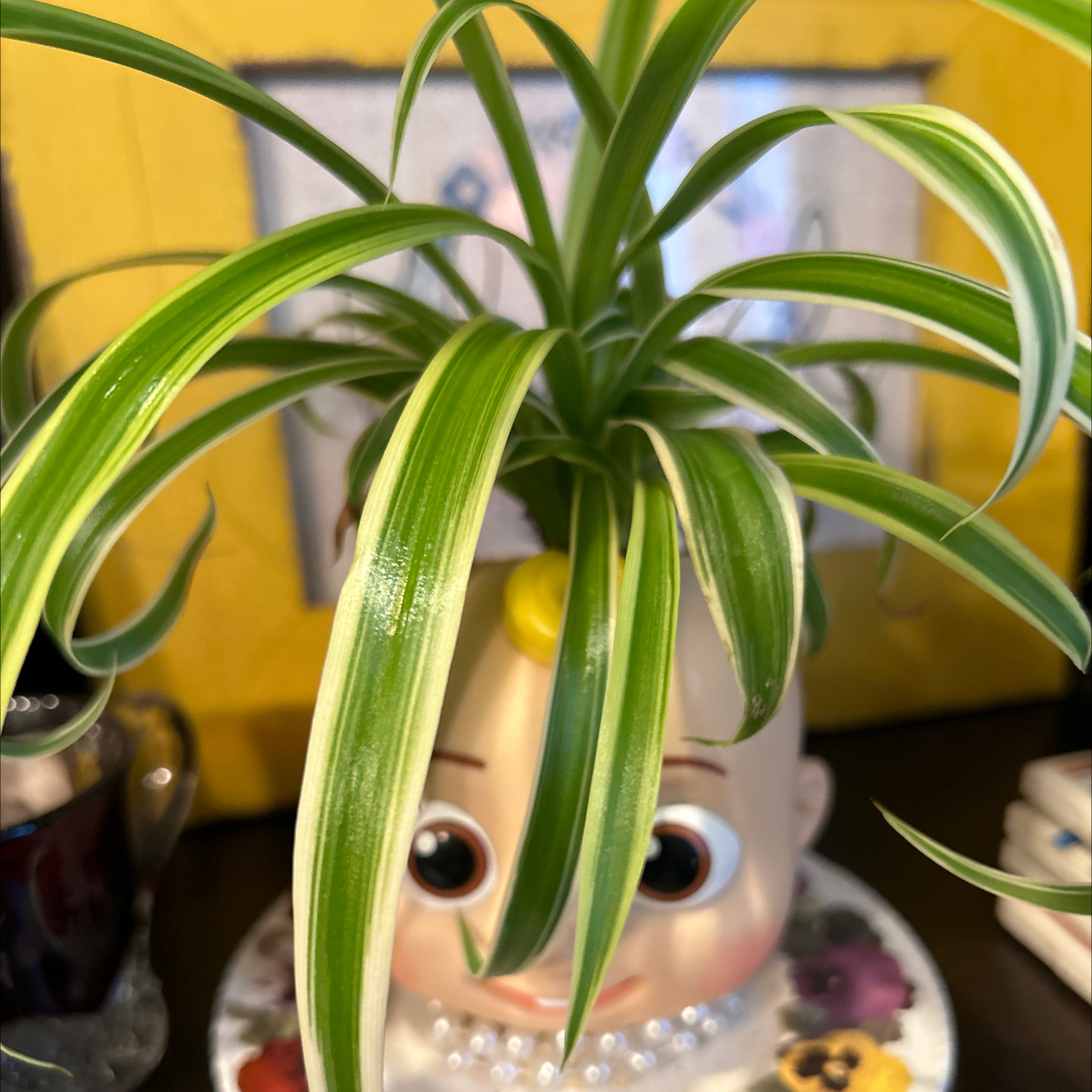 Avatar for @Helcher107 on Greg, the plant care app