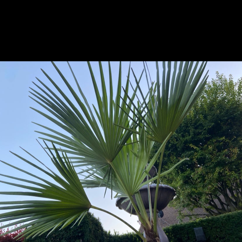 @MichiganPalms avatar