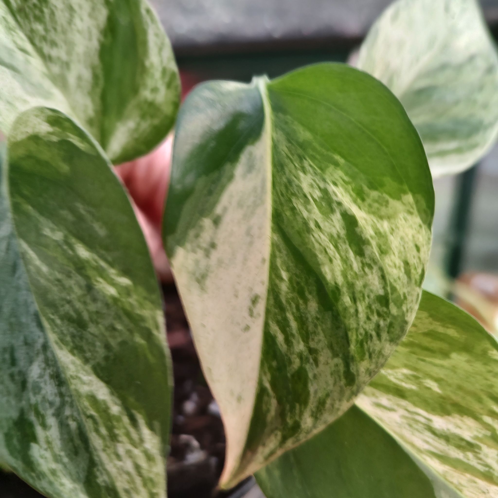 Avatar for @PhiloQueen on Greg, the plant care app