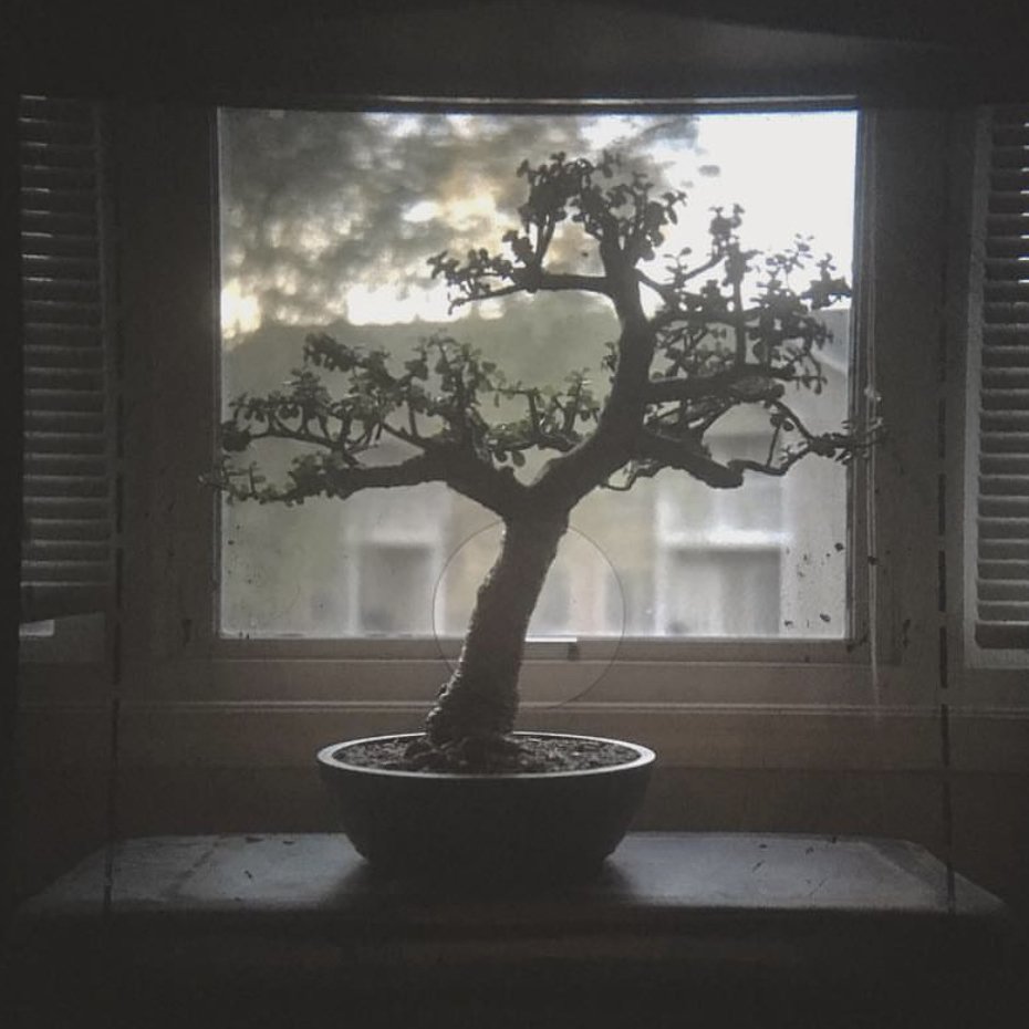 Avatar for @SquirrelButter on Greg, the plant care app