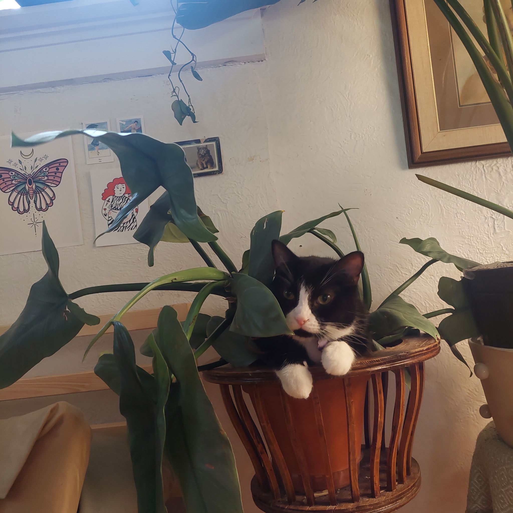 Avatar for @ezri on Greg, the plant care app