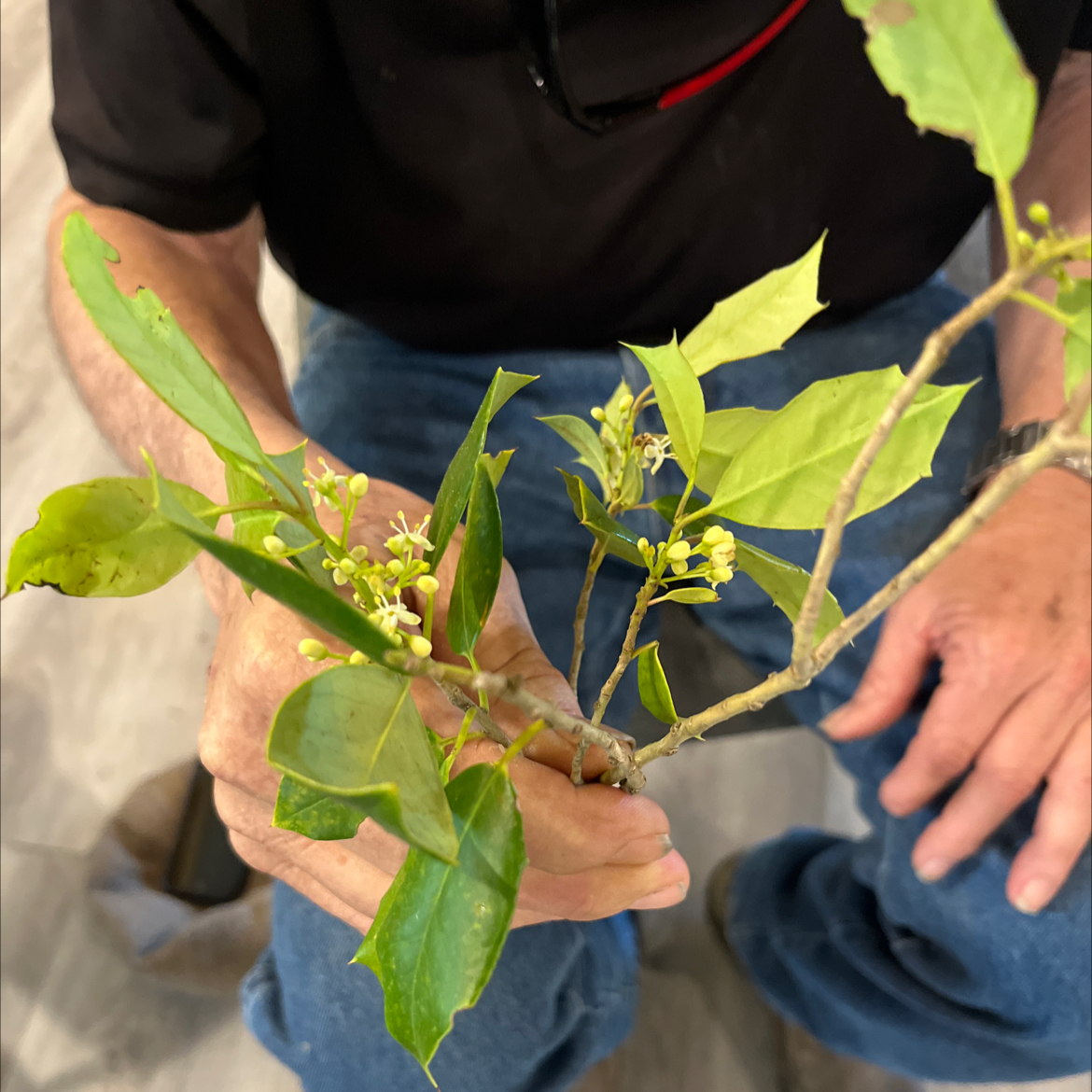 Avatar for @BuddingKeylime on Greg, the plant care app