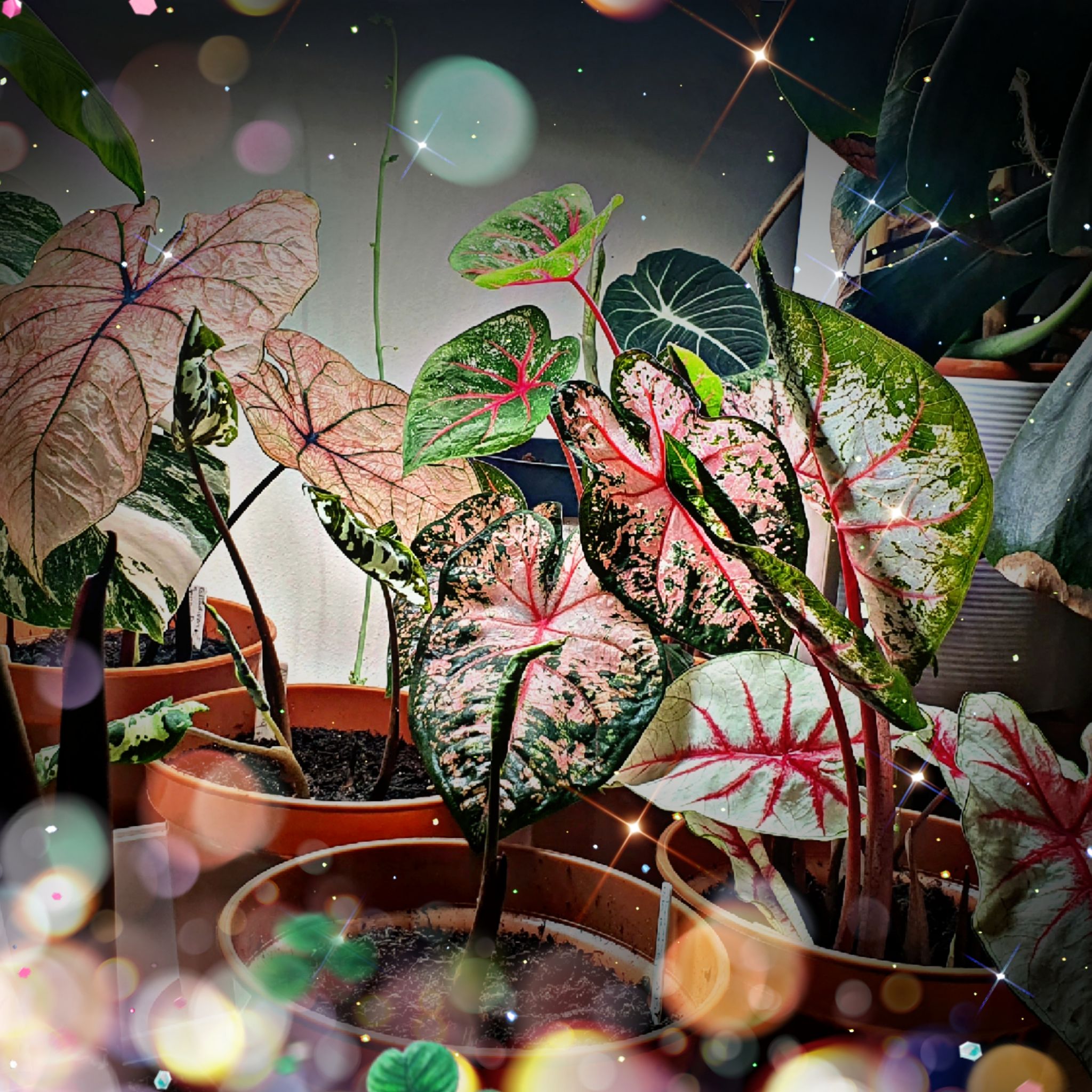 Avatar for @DynamoLagunaria on Greg, the plant care app