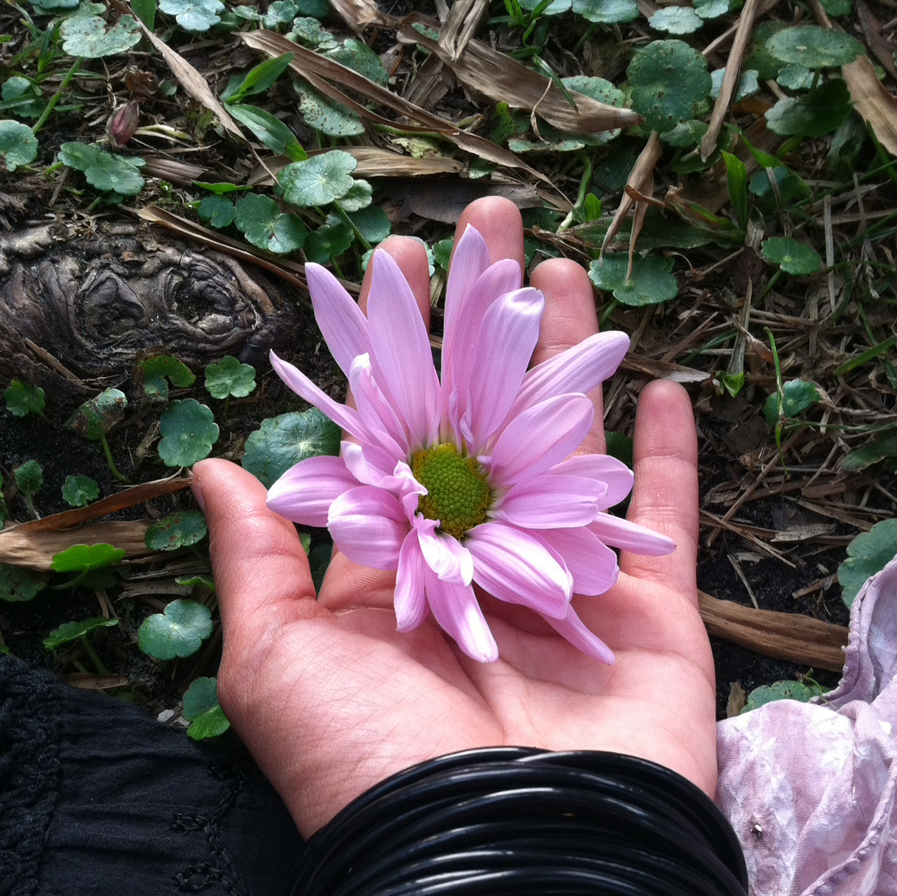 Avatar for @PermaPixie on Greg, the plant care app