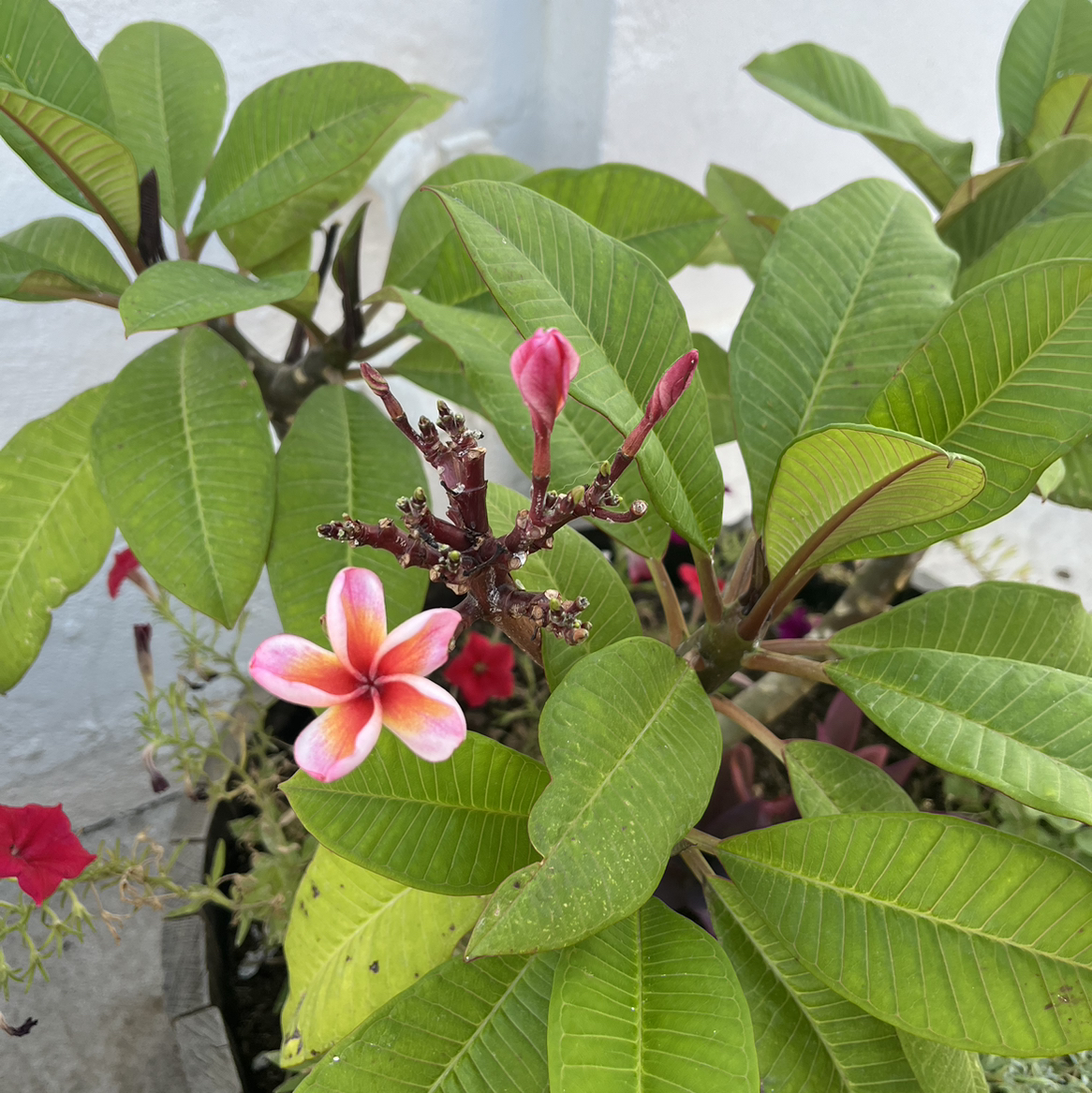 Avatar for @StoutApple on Greg, the plant care app