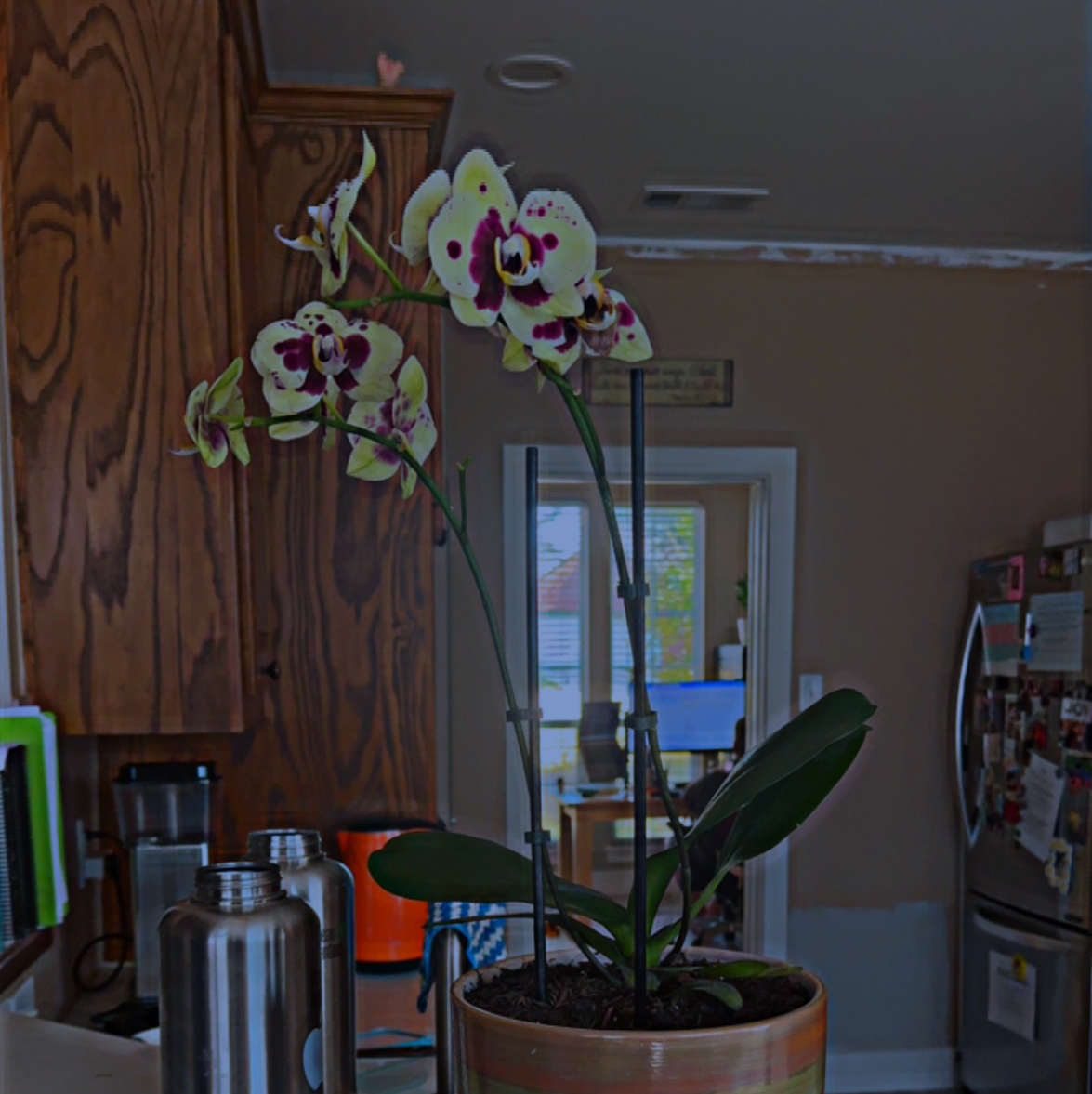 Avatar for @UnwaveringRosea on Greg, the plant care app