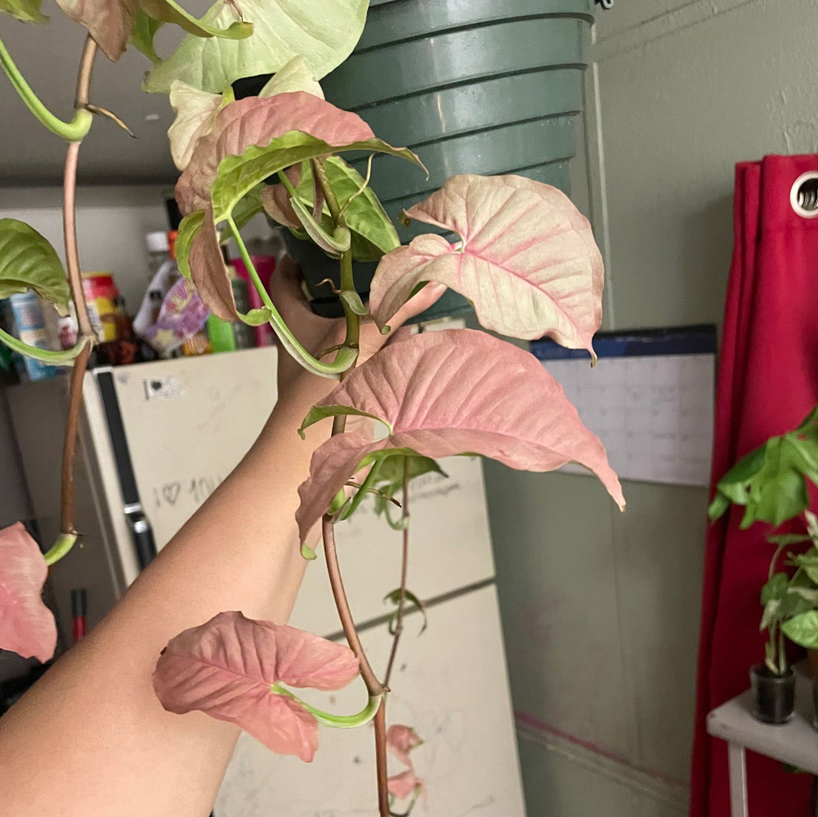 Avatar for @MotherPepper on Greg, the plant care app