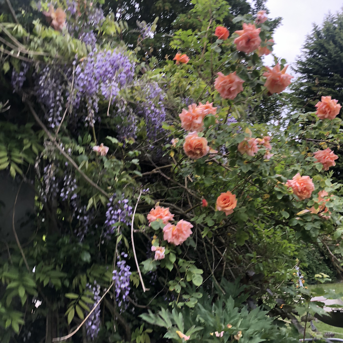 @elena.cullen avatar