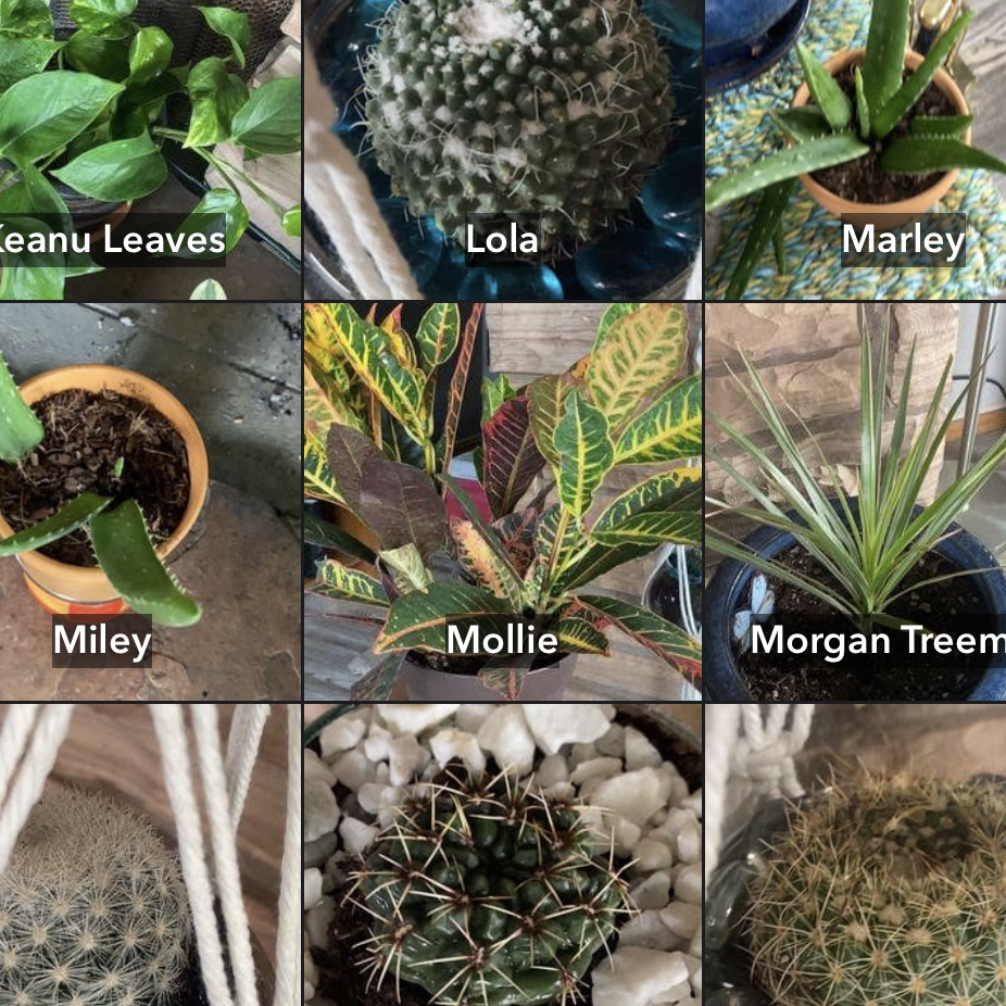 Avatar for @Aloemyfriendly on Greg, the plant care app