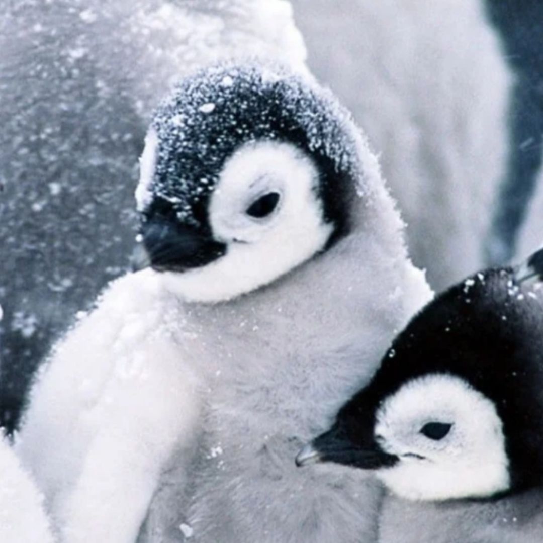 @PlantyPenguin