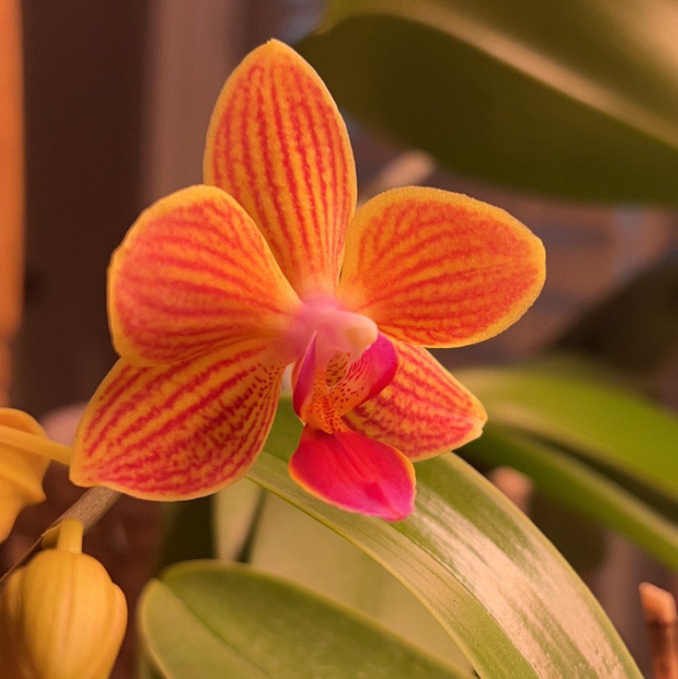 Avatar for @Meggsanbacon on Greg, the plant care app