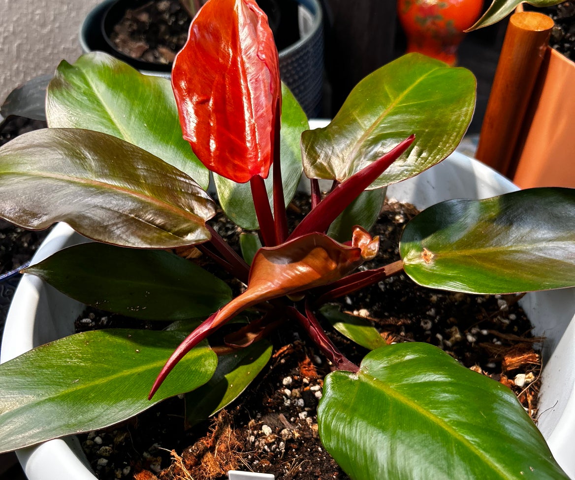 Avatar for @Philolover on Greg, the plant care app