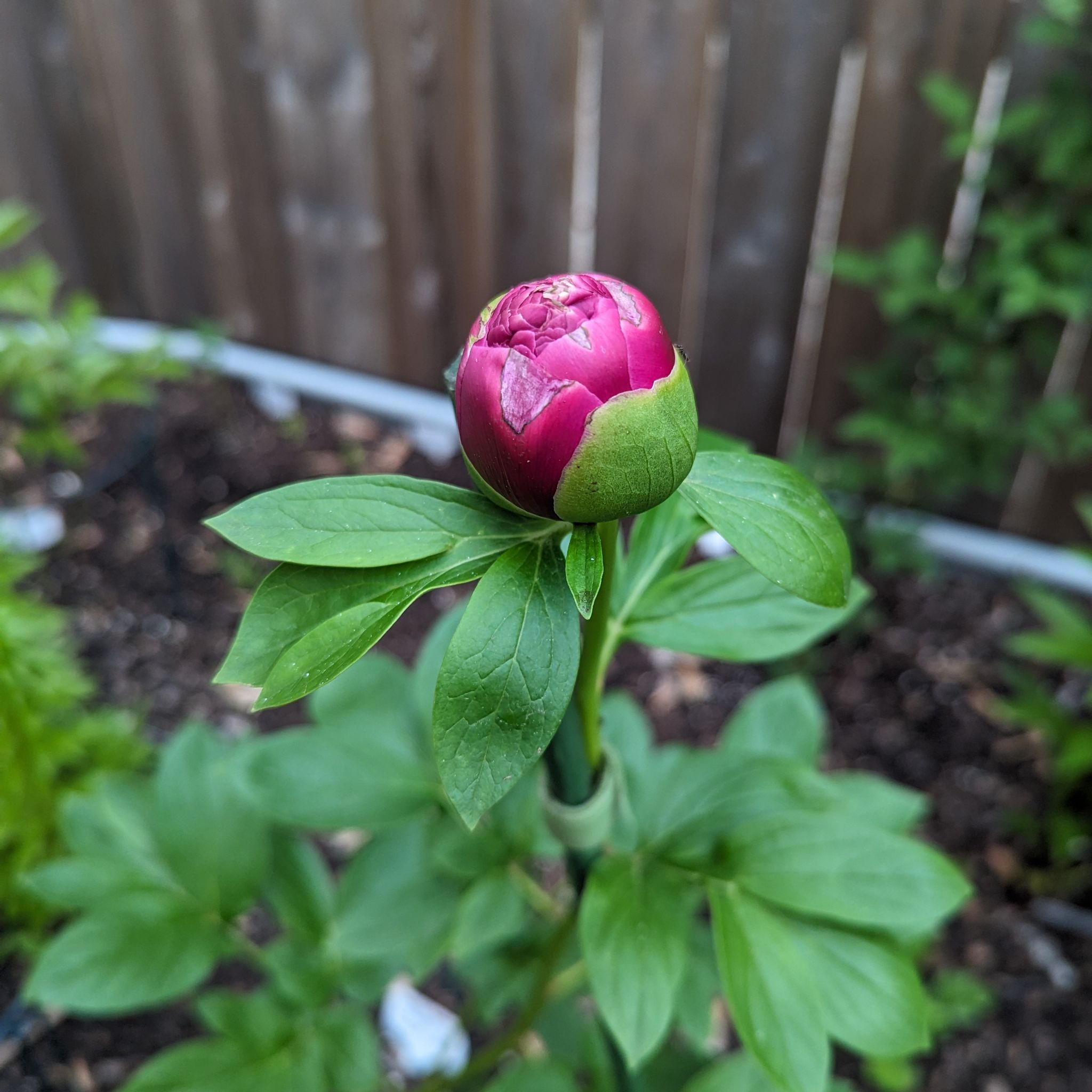 @MorganJungle avatar