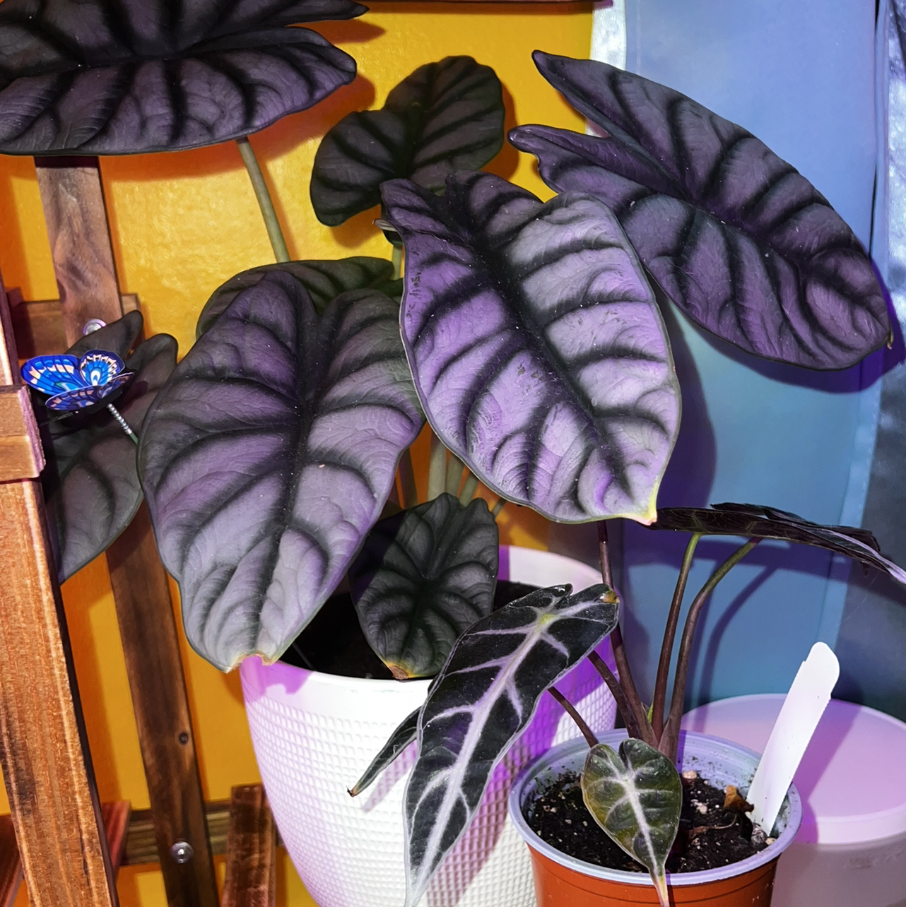 Avatar for @JesterPlants on Greg, the plant care app