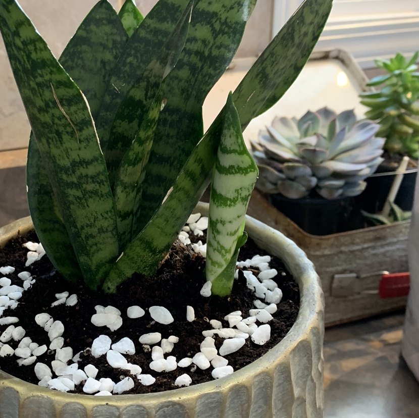 @petaltothemetal avatar