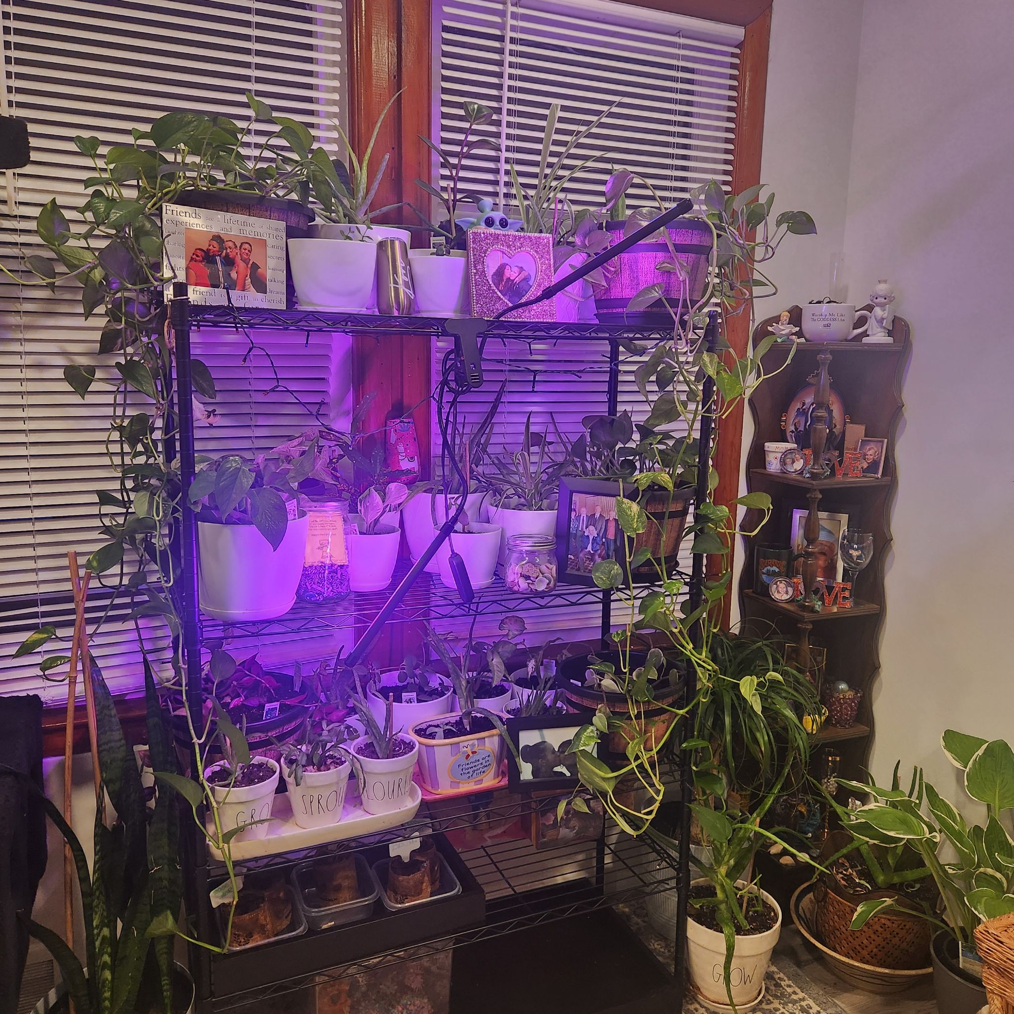 Avatar for @StlrsGirl on Greg, the plant care app