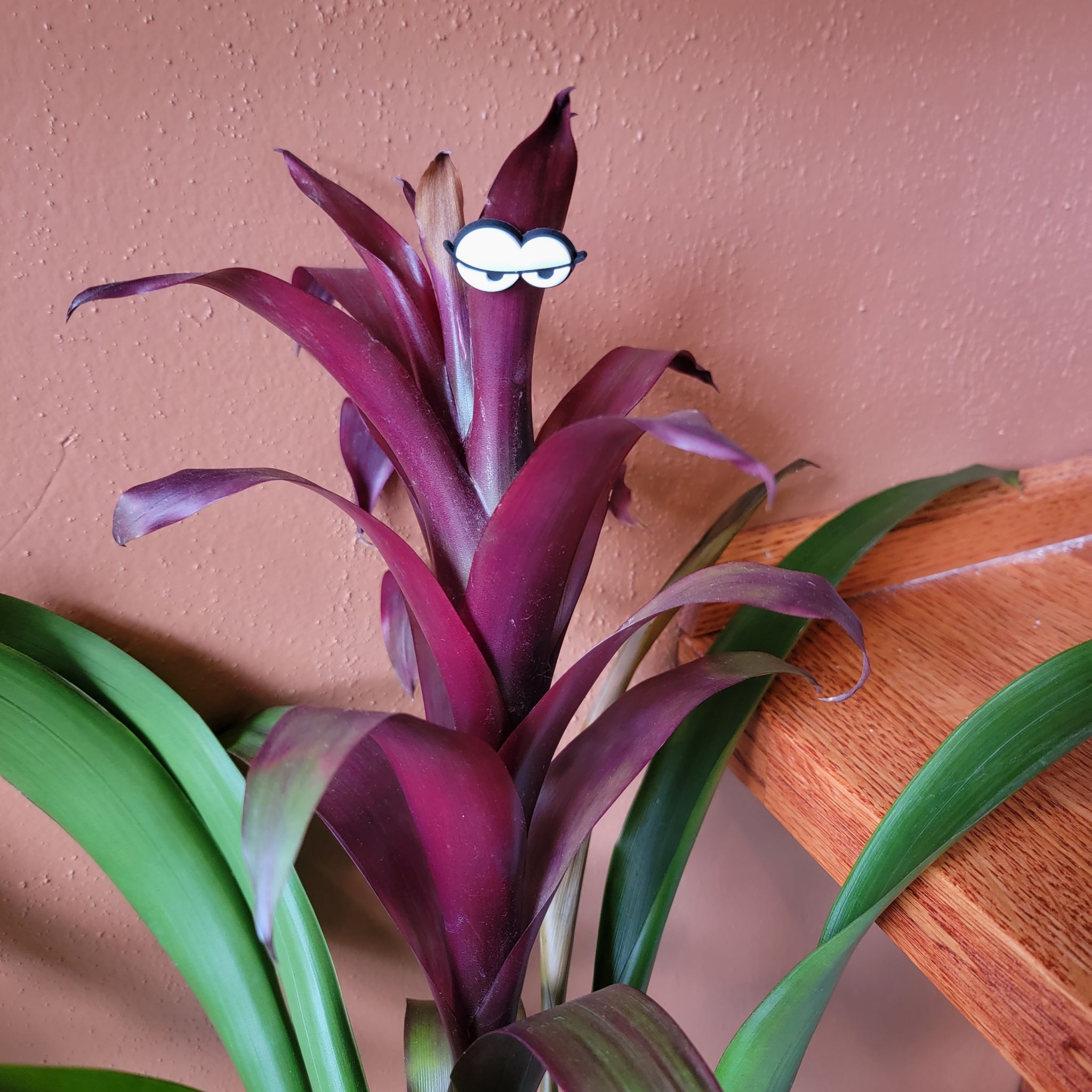 Avatar for @sweetsyngoniums on Greg, the plant care app