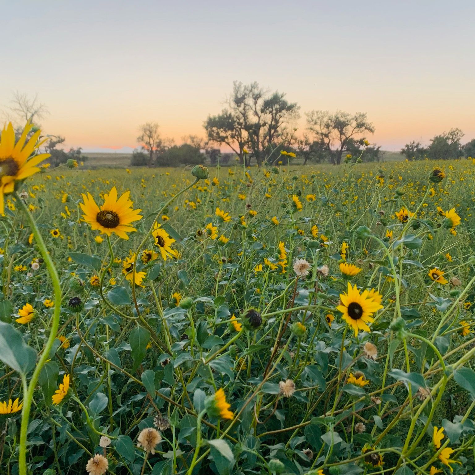 Avatar for @RootFurious on Greg, the plant care app