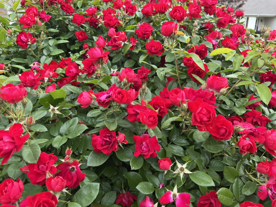 Avatar for @MamaZ on Greg, the plant care app