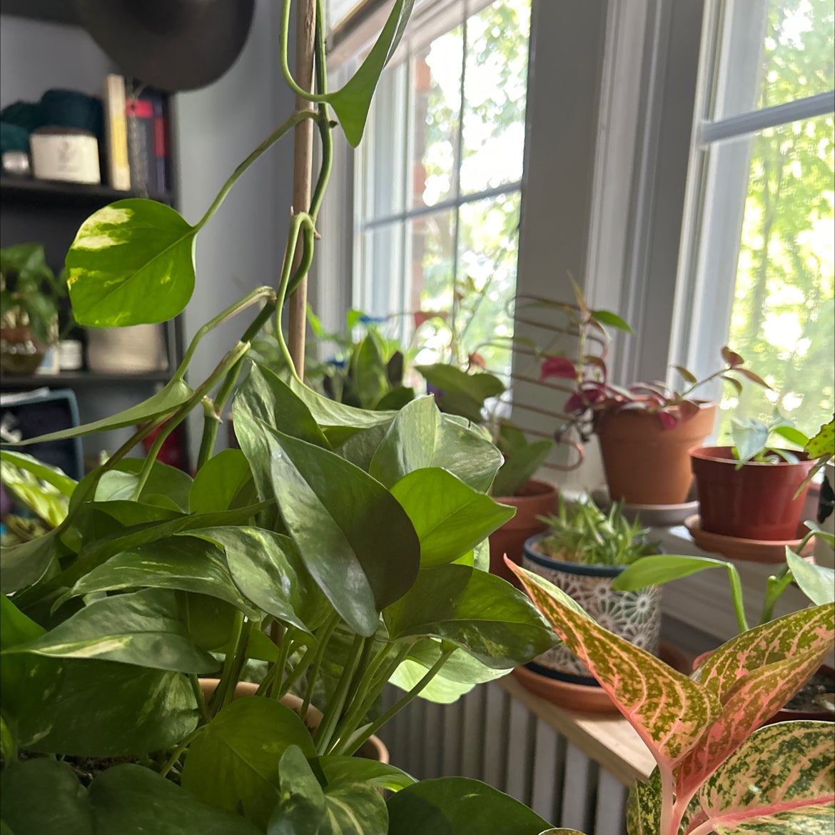 Avatar for @JazzyGardeNerd on Greg, the plant care app