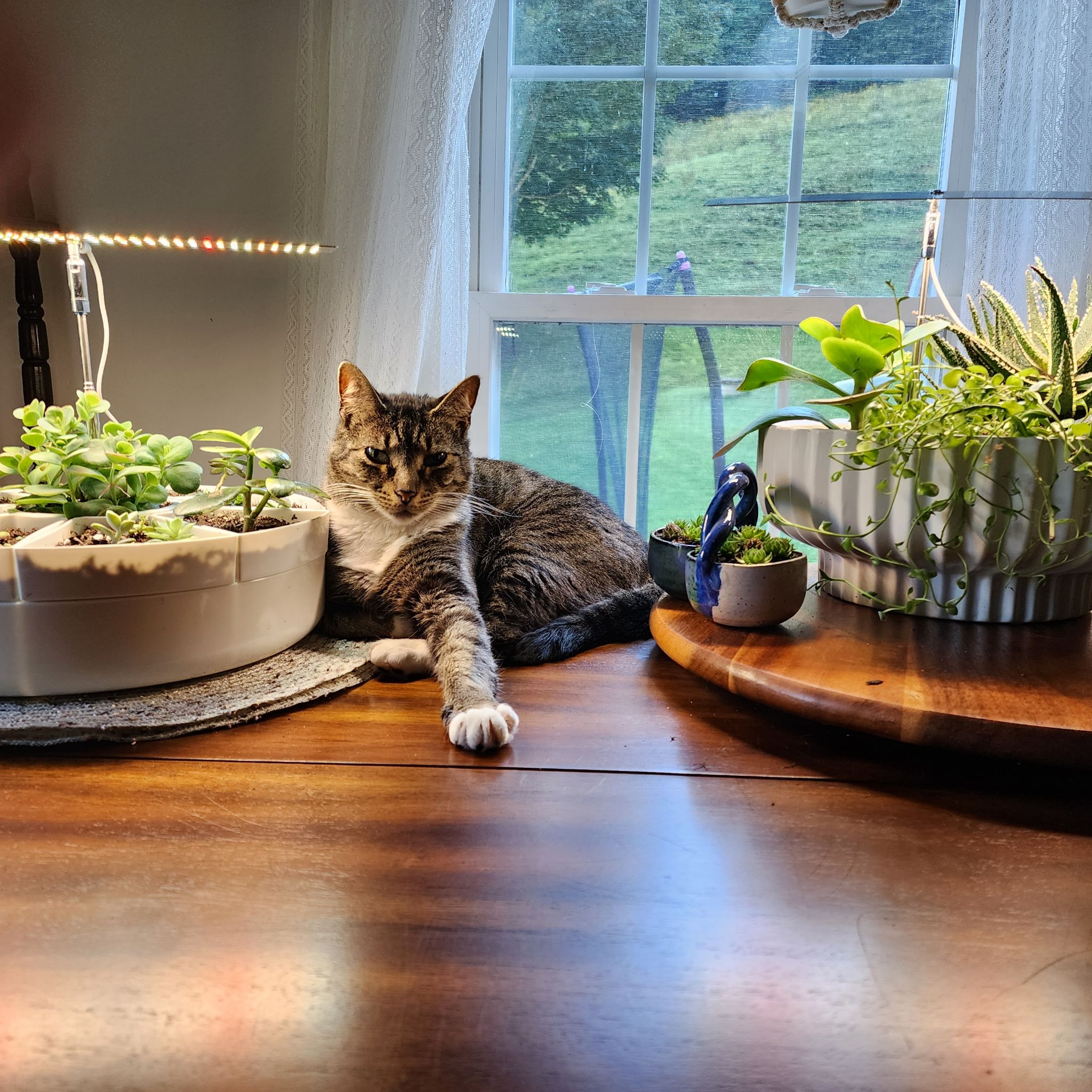 @plantmomma44