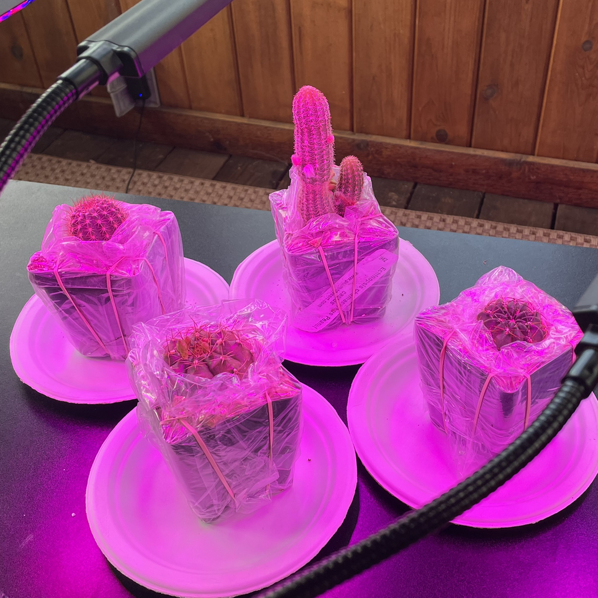 Avatar for @Papi on Greg, the plant care app