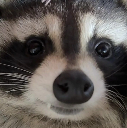 @RaccoonPlants