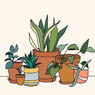 @HonestWhitefir avatar