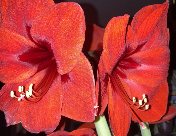 @DotingIroncross avatar