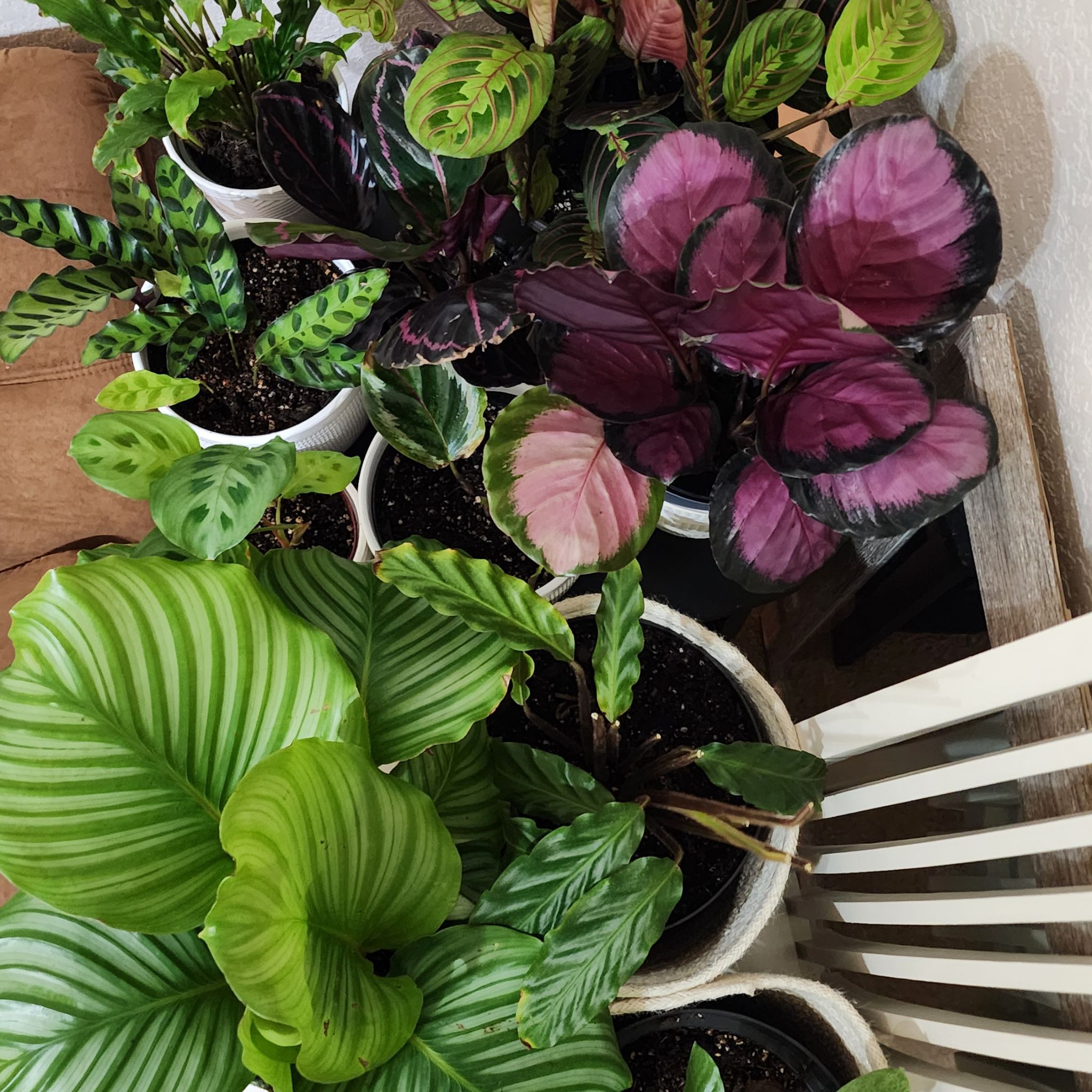 Avatar for @LadyOricad on Greg, the plant care app