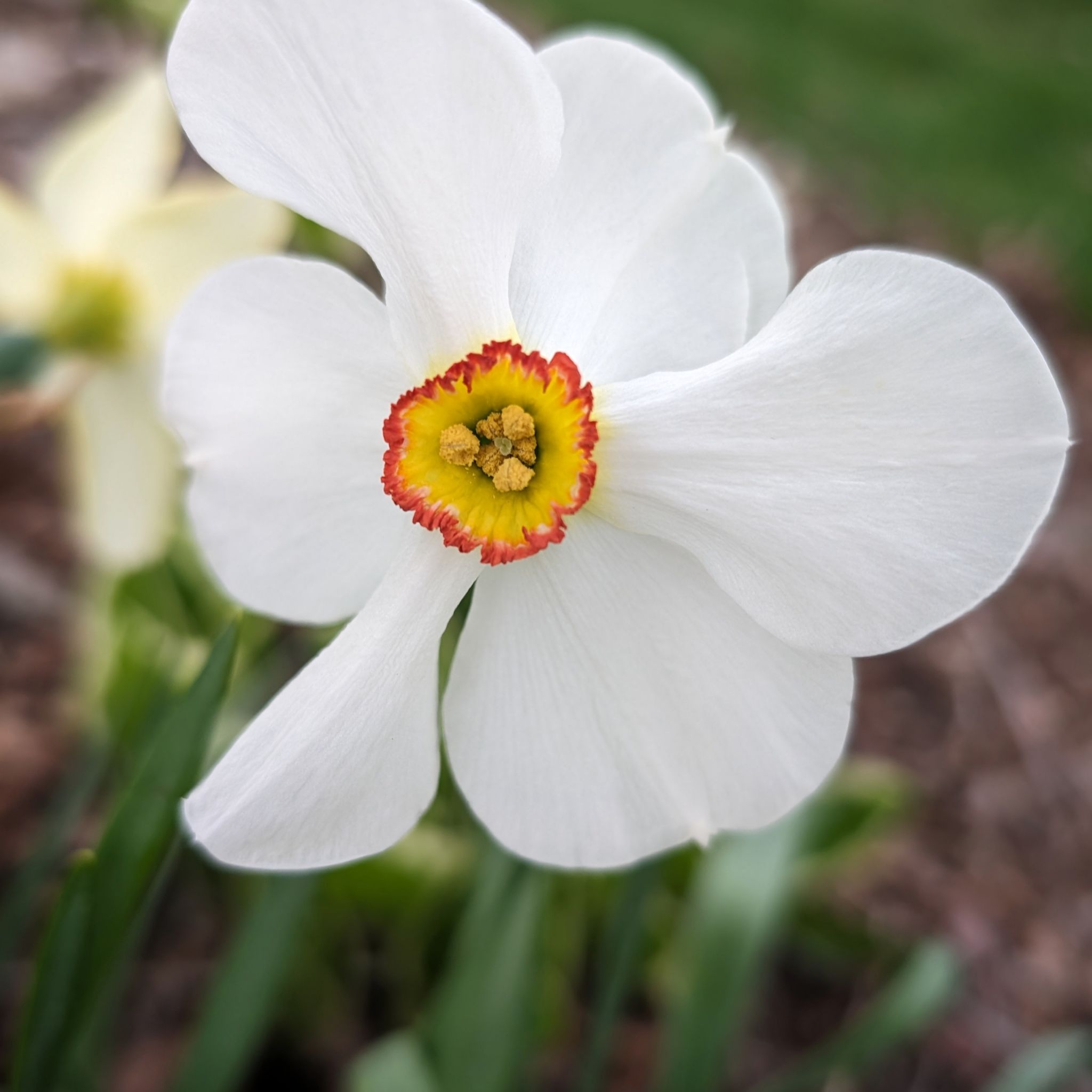 Avatar for @rindy on Greg, the plant care app