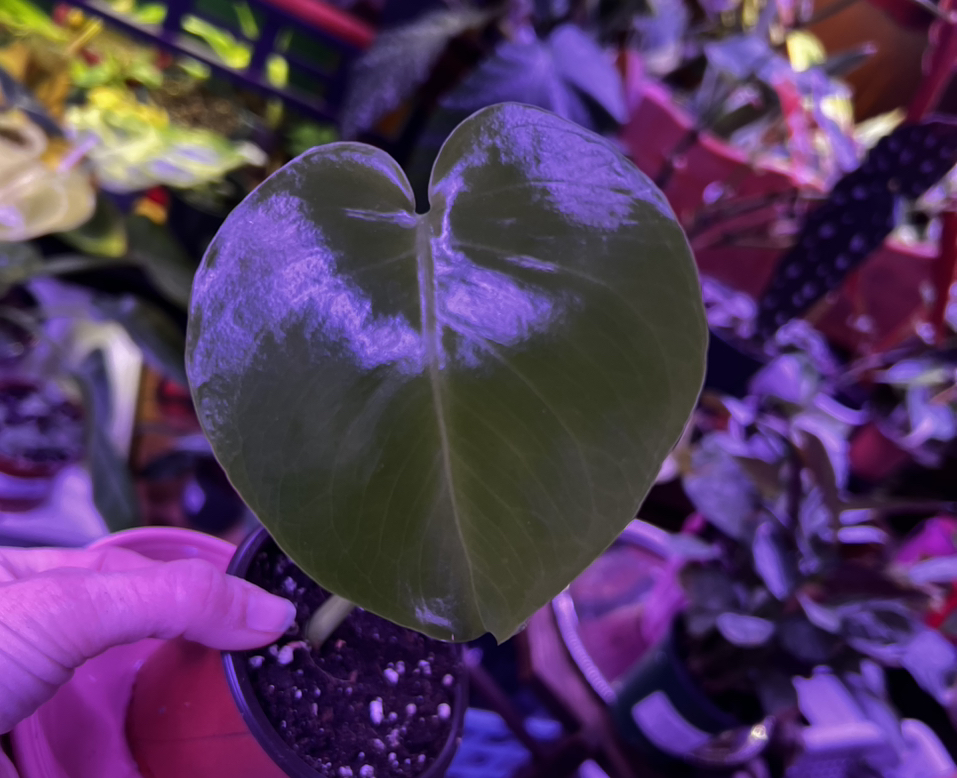 Avatar for @VirginiaSurdez on Greg, the plant care app