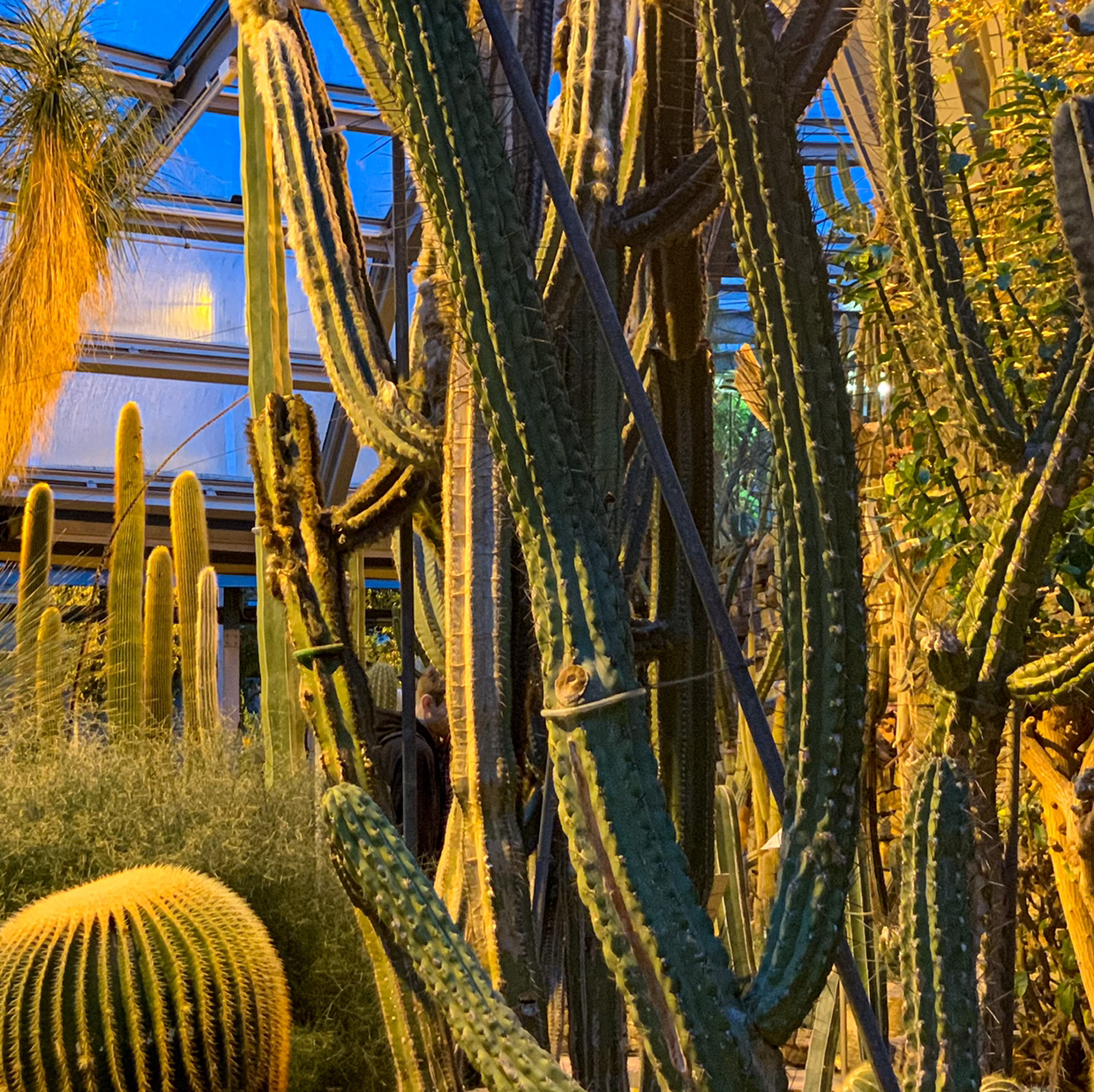 Avatar for @pLAntbased on Greg, the plant care app