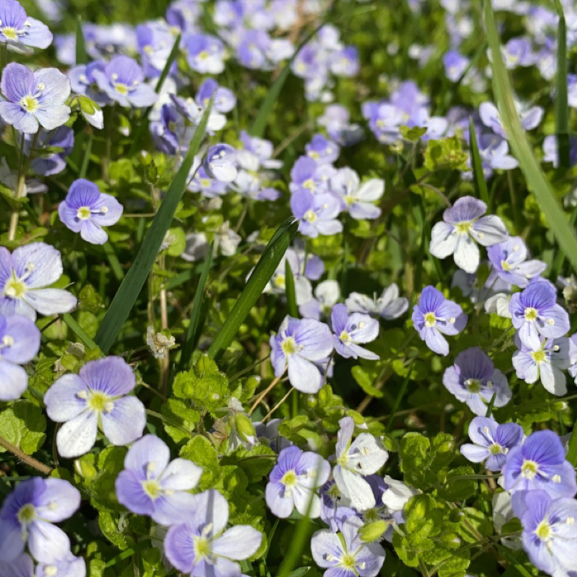 Avatar for @junopup on Greg, the plant care app