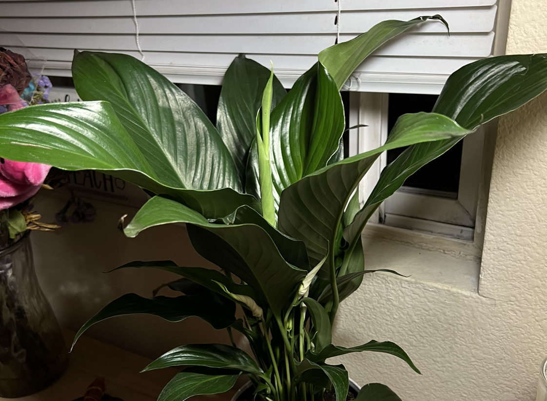 @newlyplantmama avatar