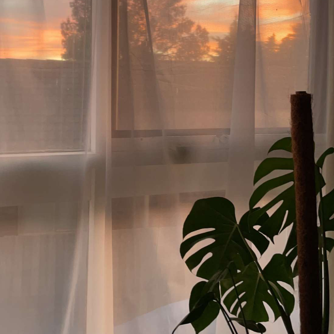 Avatar for @Hay1e5 on Greg, the plant care app