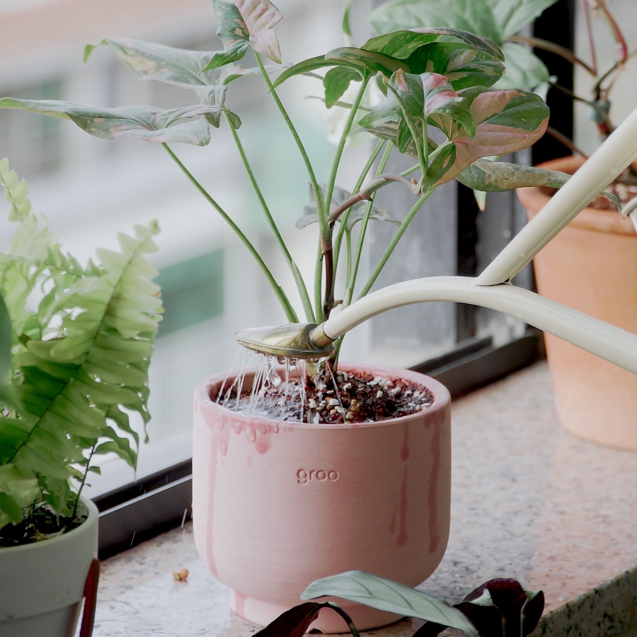 @iplantaddict
