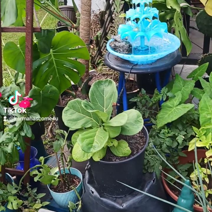 @KarmaPlants