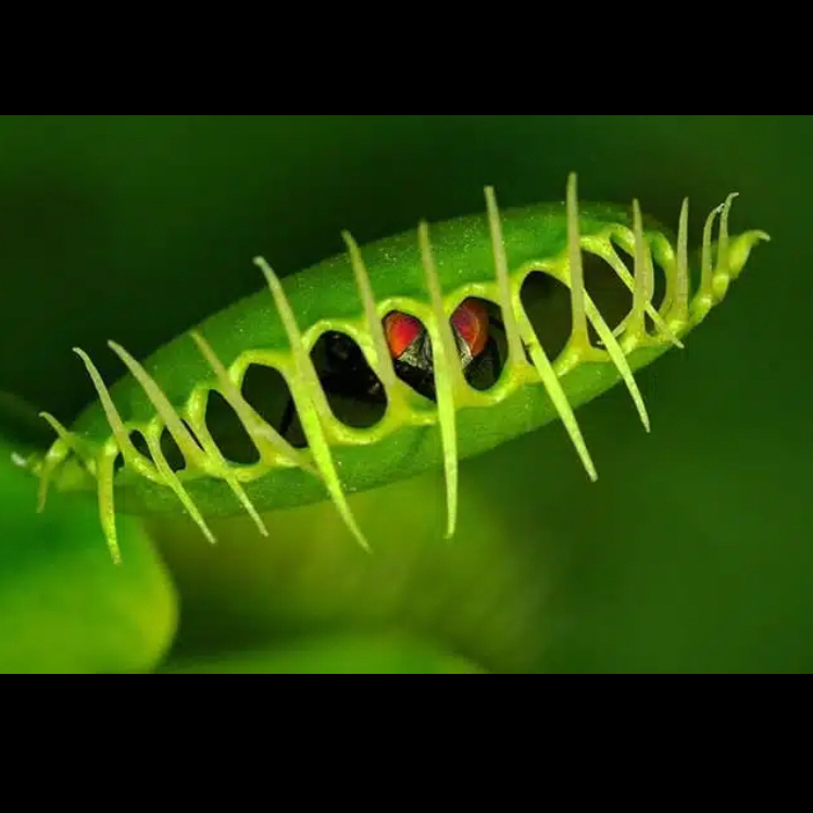 Avatar for @CosmicRoot on Greg, the plant care app