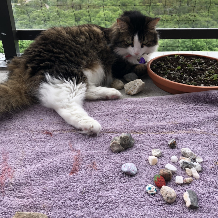 @Sunflower_Sam avatar