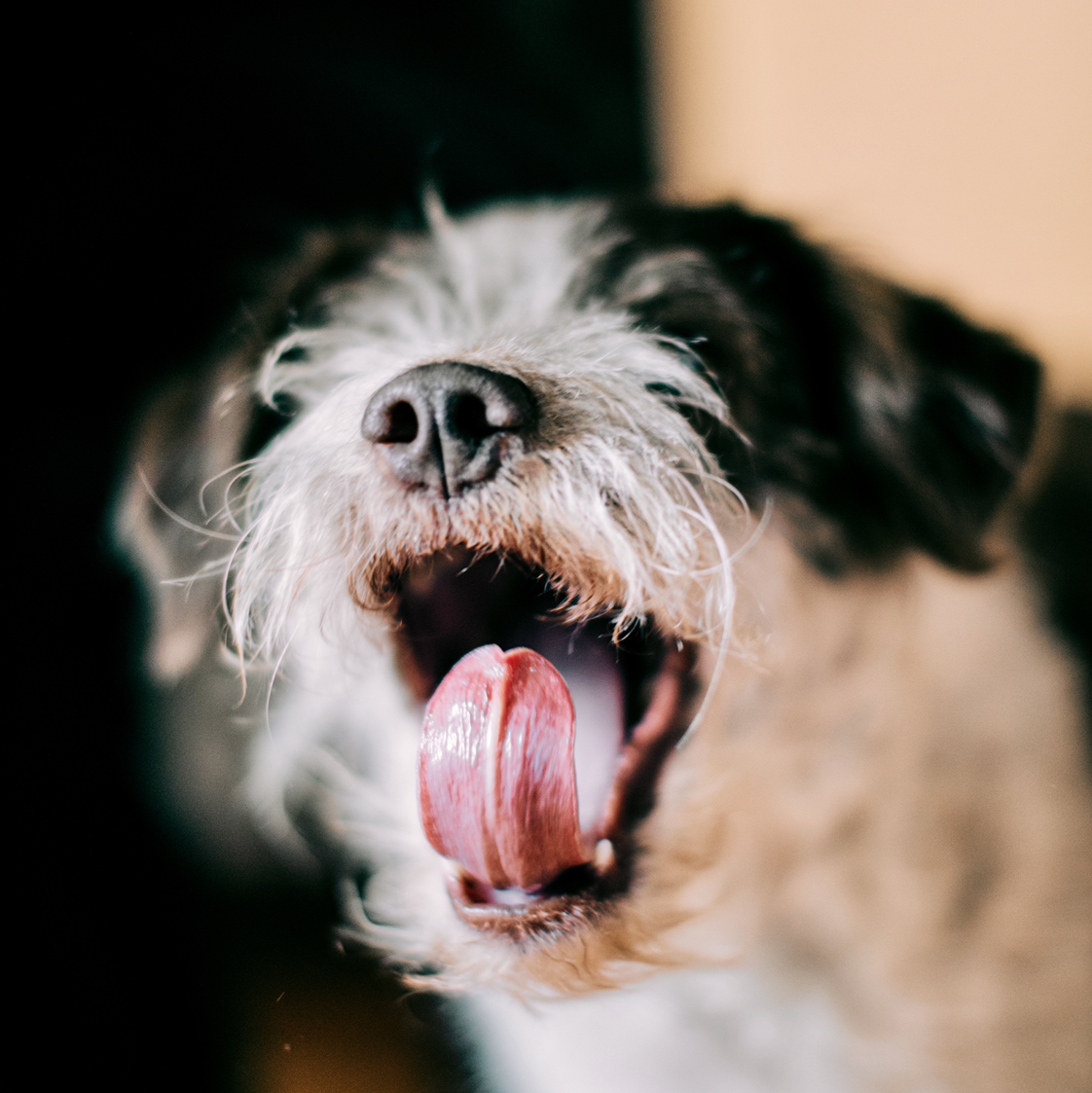 Avatar for @calpagnano on Greg, the plant care app