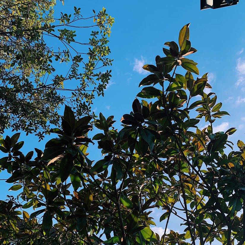 Avatar for @Bayley.KT on Greg, the plant care app