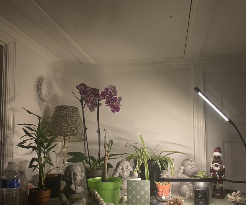 @PrimoLilliput avatar