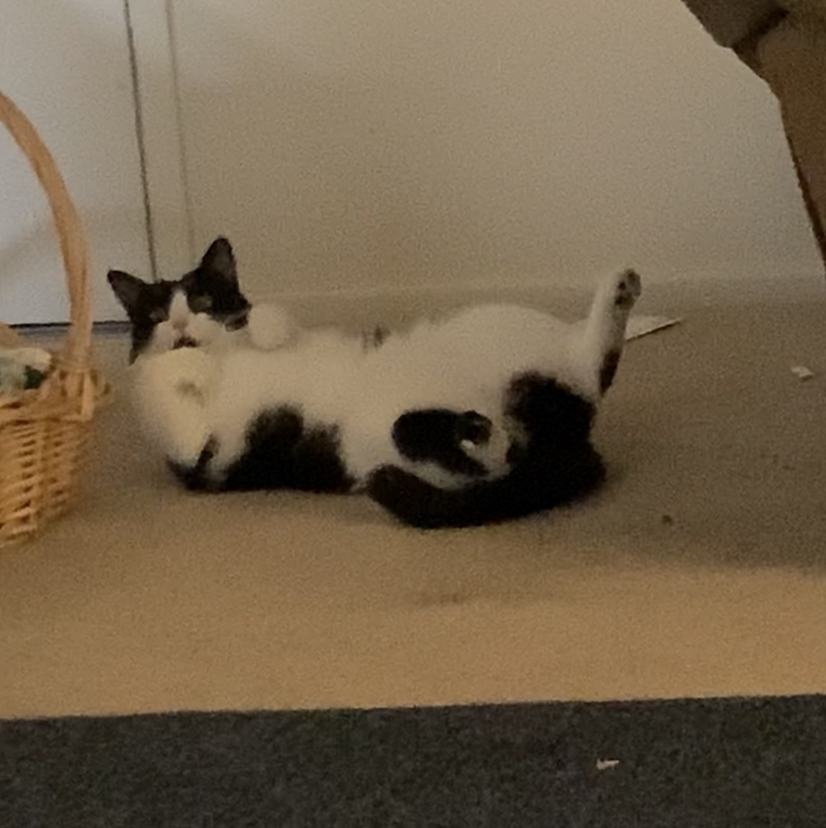 @leiloojustine avatar