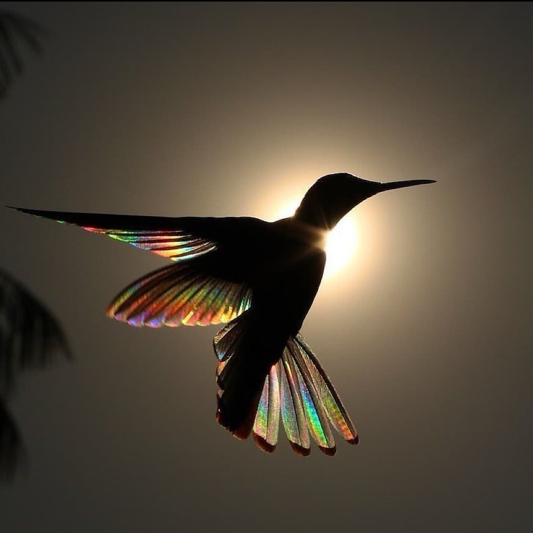 Avatar for @UnharmedIcarus on Greg, the plant care app