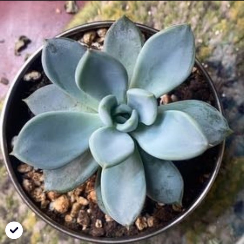 Avatar for @PioneerRutabaga on Greg, the plant care app